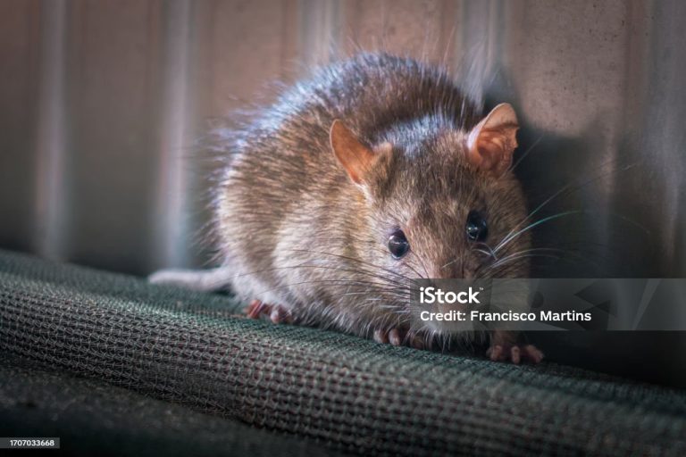 Jasa Pembasmi Tikus Nusantara Pest