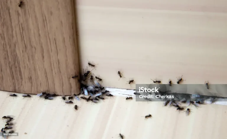 Jasa Pembasmi Semut Nusantara Pest