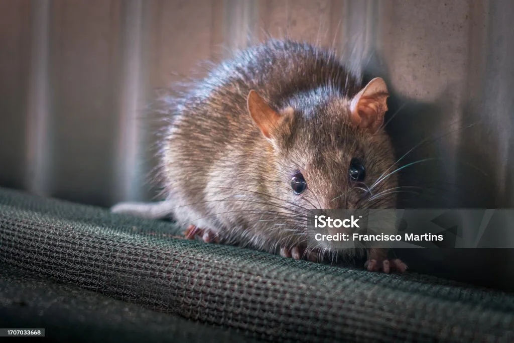 Jasa Pembasmi Tikus Nusantara Pest